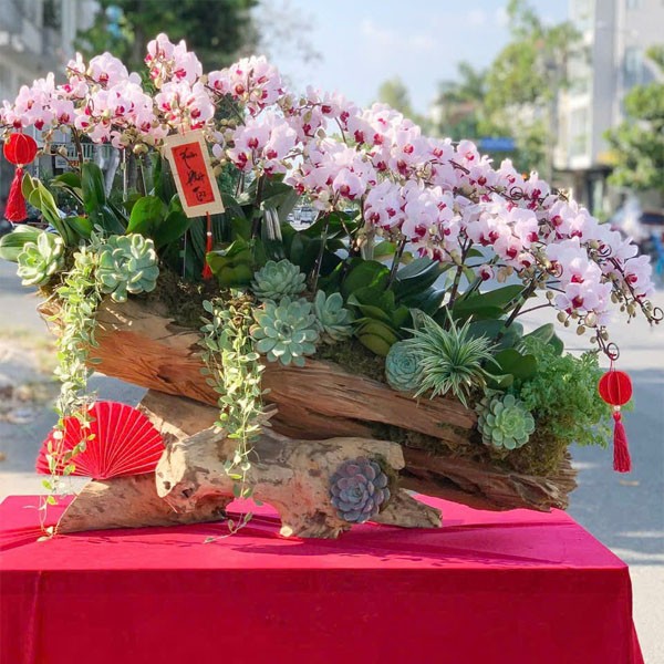  Hoa lan hồ điệp - 141 