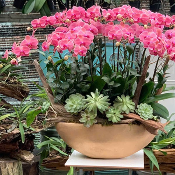 Chậu  hoa Lan Hồ Điệp - 122