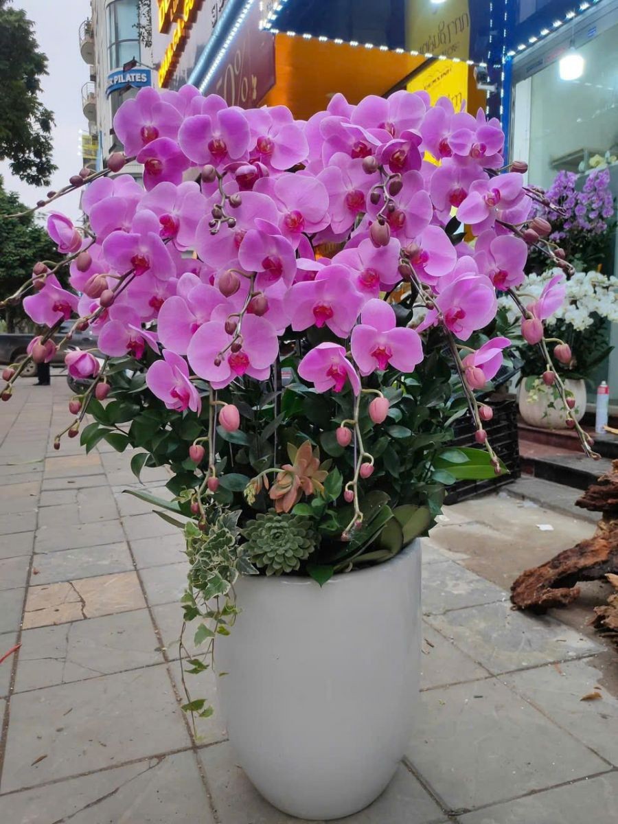  Chậu Hoa Lan Hồ Điệp - 928 