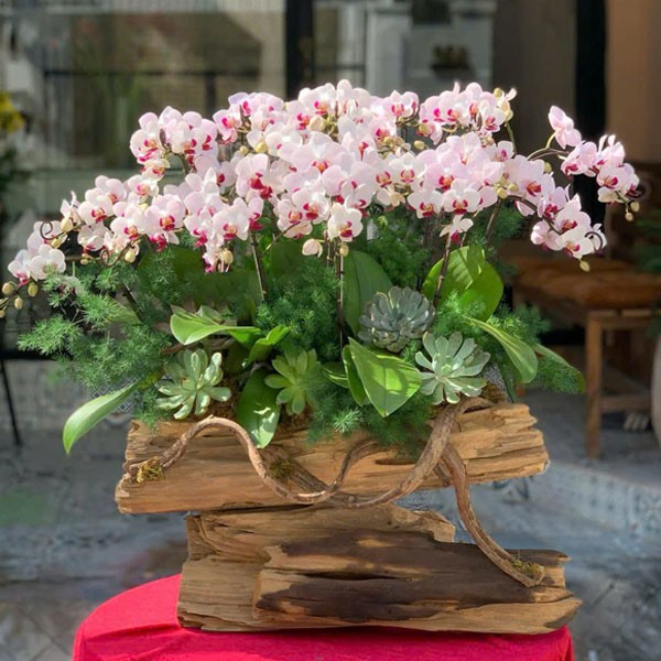 Chậu hoa lan hồ điệp - 678