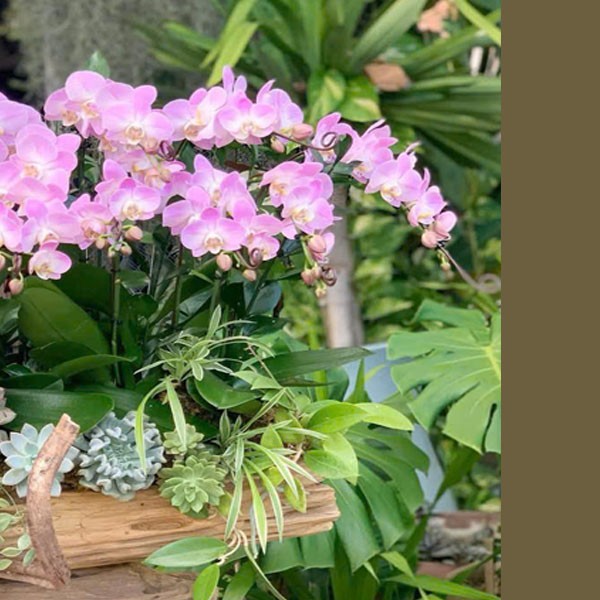 Chậu hoa lan hồ điệp -133