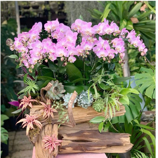  Chậu hoa lan hồ điệp -133 