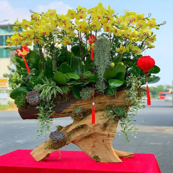  Lũa lan hồ điệp - 218 