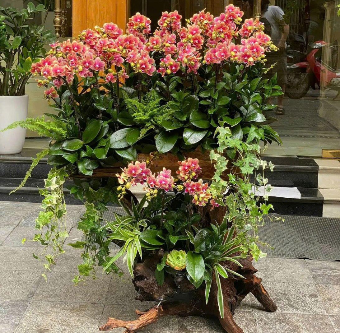  Lũa hoa lan hồ điệp-920 