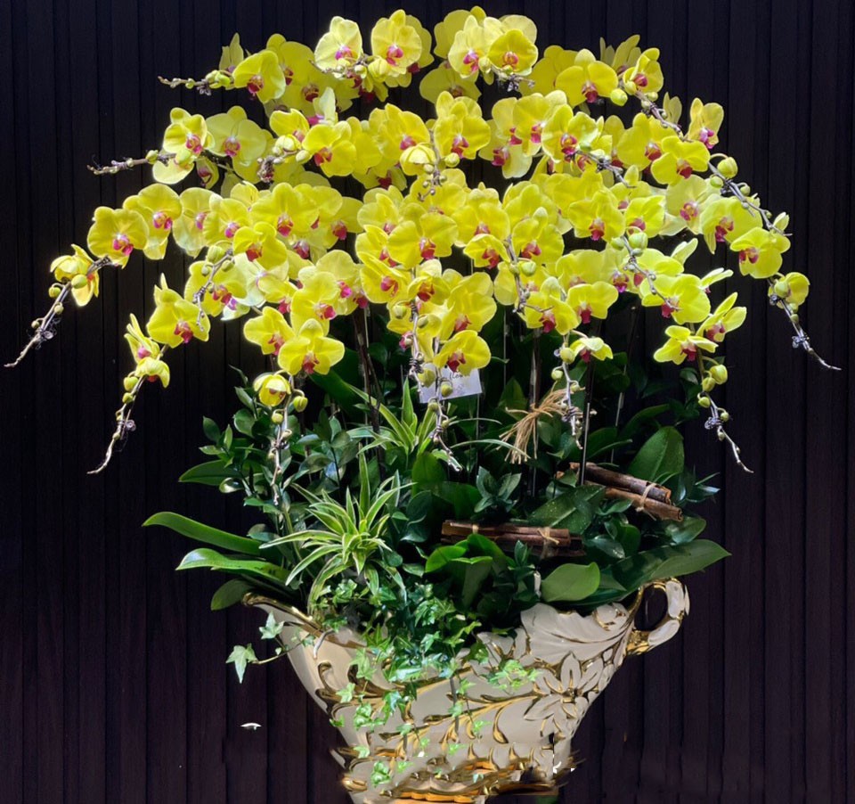  Chậu hoa lan hồ điệp - 812 