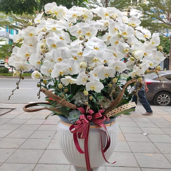 Ý Nghĩa Hoa Lan