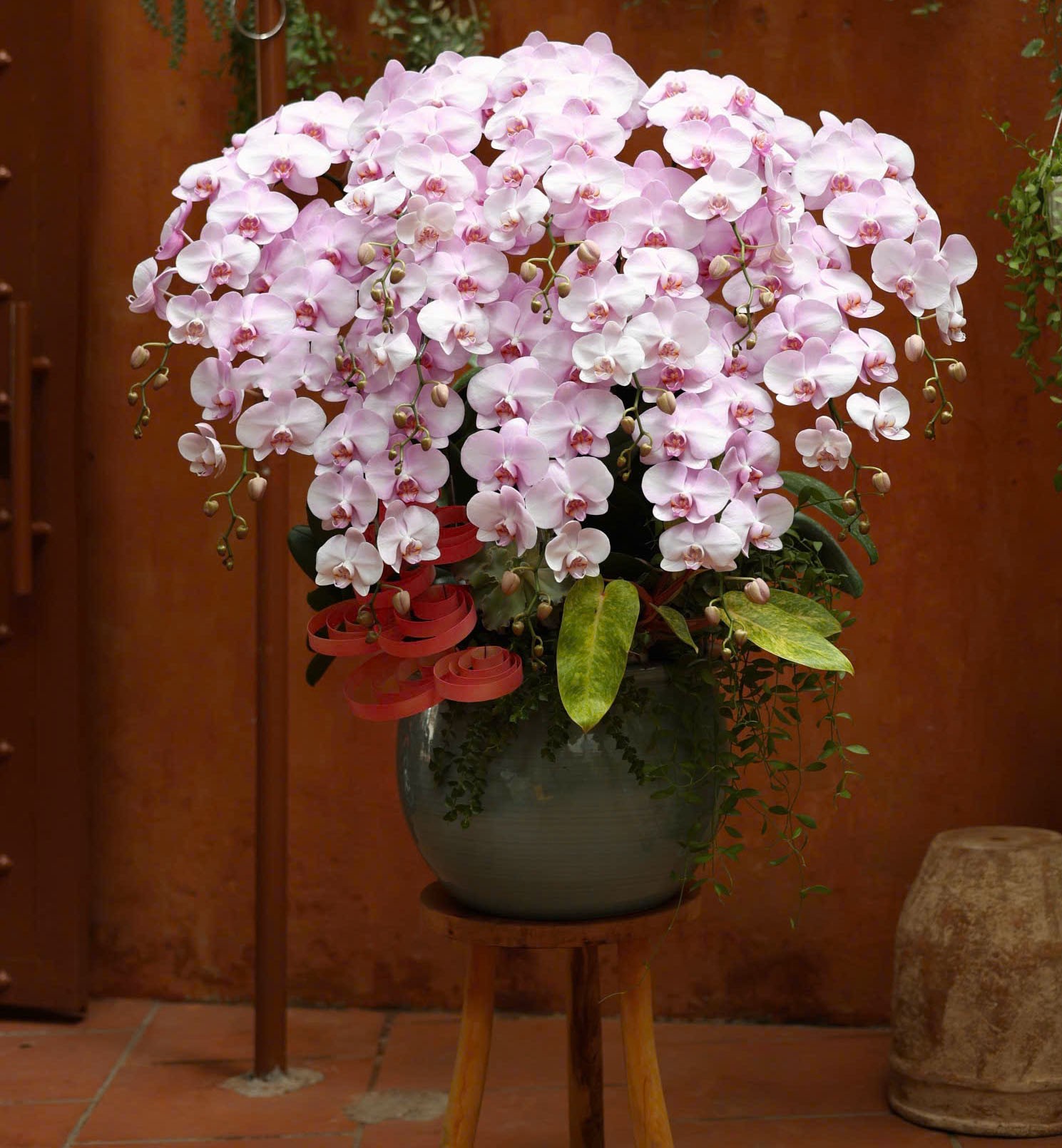 Chậu Hoa Lan Hồ Điệp - 1228