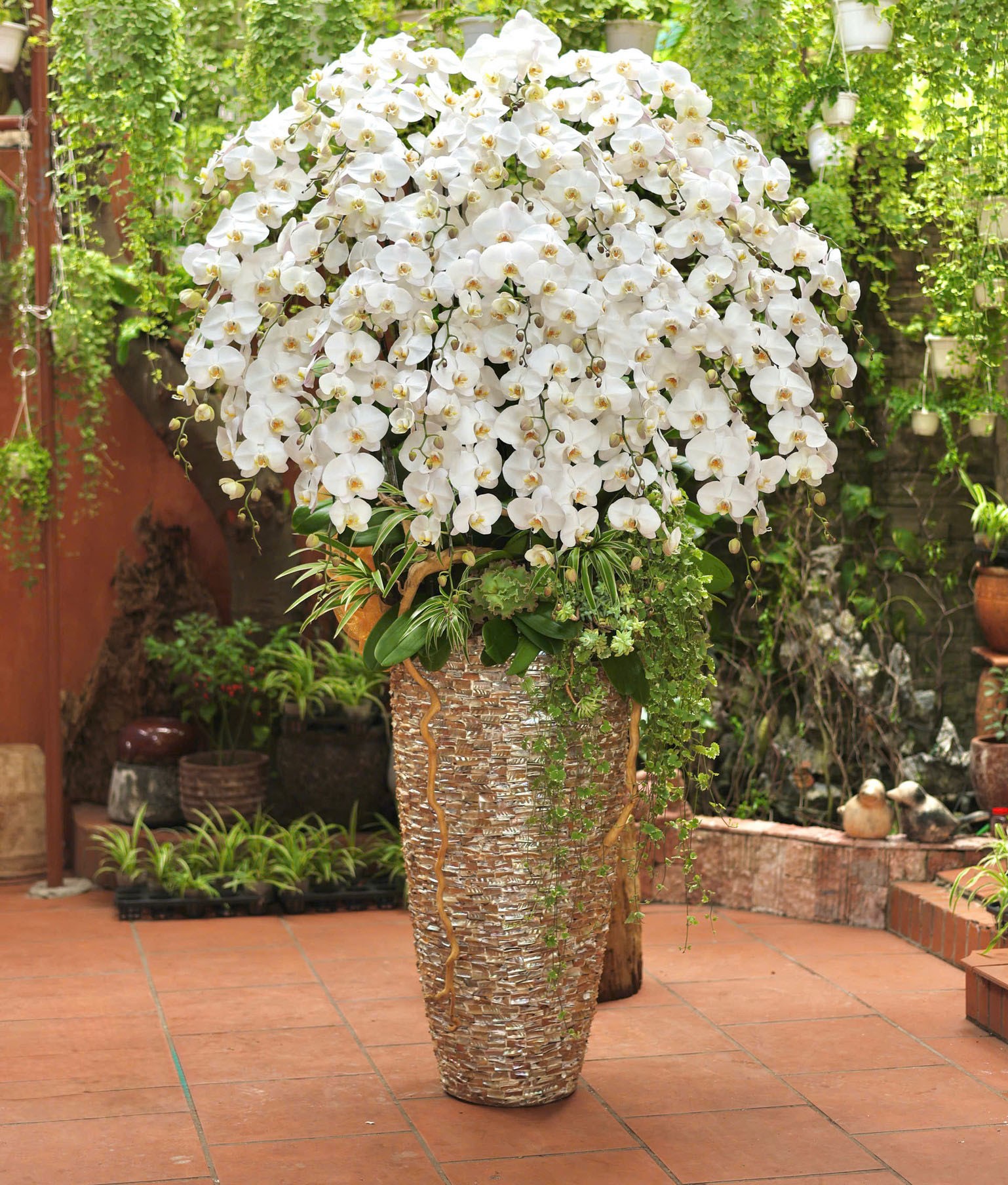 Chậu hoa lan hồ điệp - 156