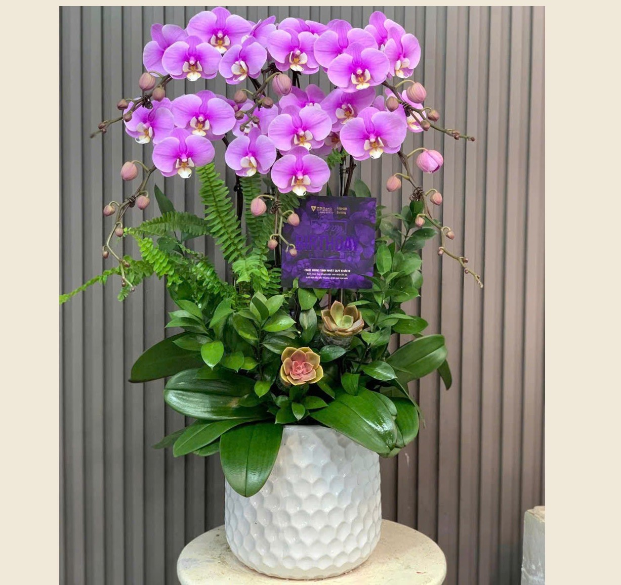 Chậu hoa lan hồ điệp - 146