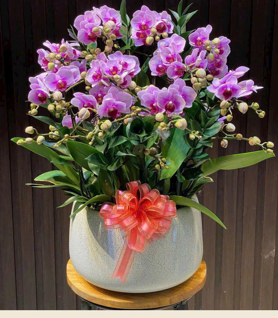 Chậu hoa lan hồ điệp -  123