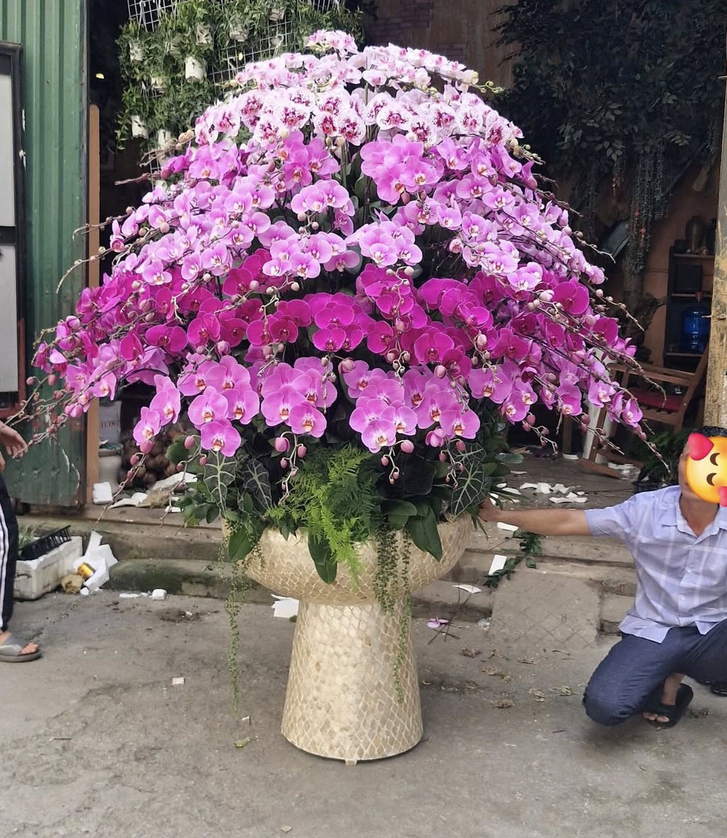 Lũa Lan Hồ Điệp  - 2228