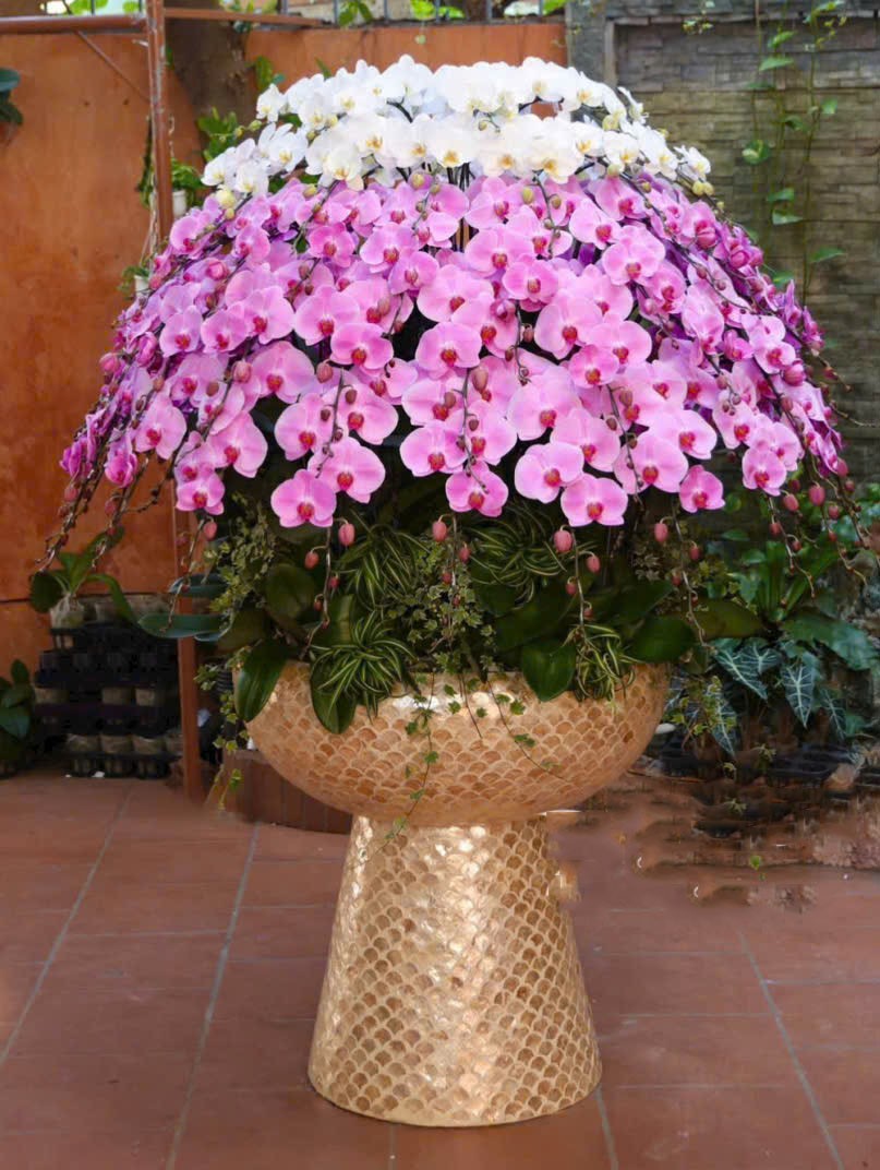 Lũa Hoa Lan Hồ Điệp - 1244